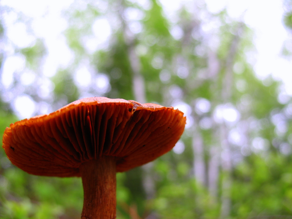 A mushroom grows in the Boundary Waters Canoe Area and captured using a macro shot.