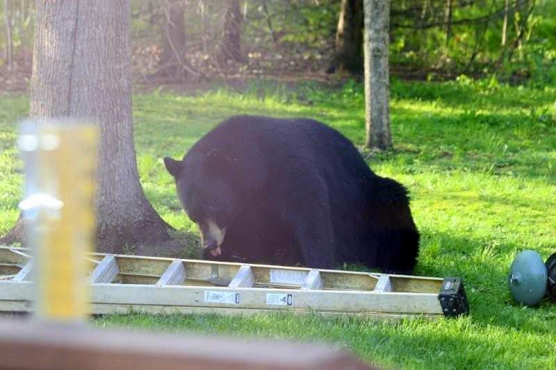 a black bear strolls into a backyard in northern Minnesota
