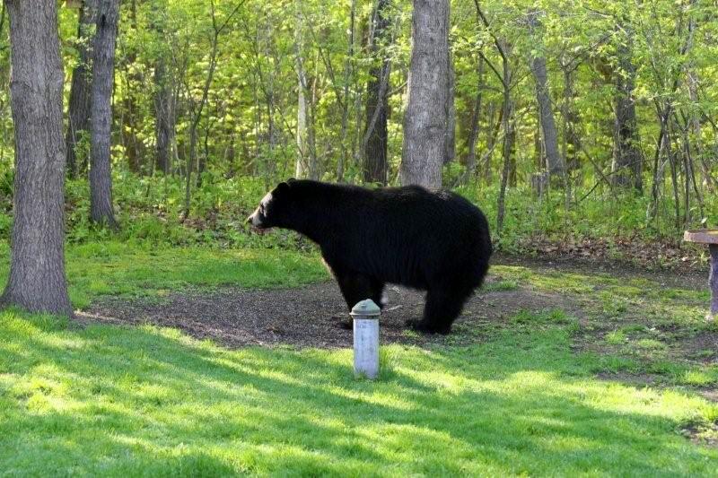 a black bear strolls into a backyard in northern Minnesota