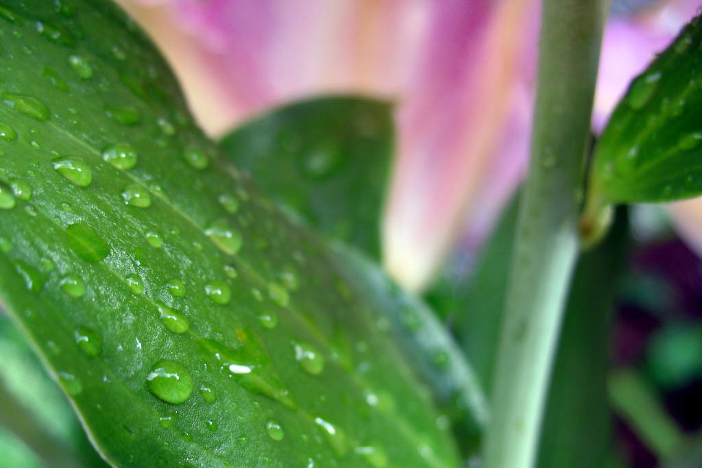 a close up photo of rain drops on a plant leaf.