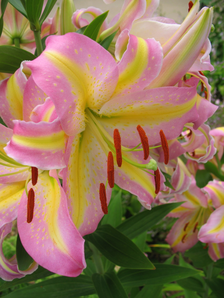 Stargazer Lily's in full bloom