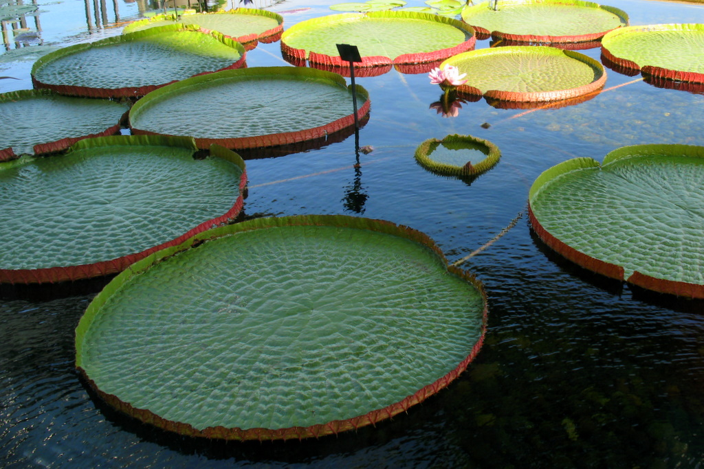 These monster lily pads measure roughly 6 feet across