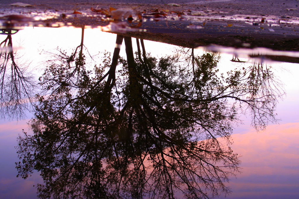 crouching down low, looking into a puddle for this reflection shot of a tree.
