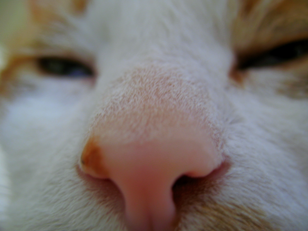 close up macro shot of a cat