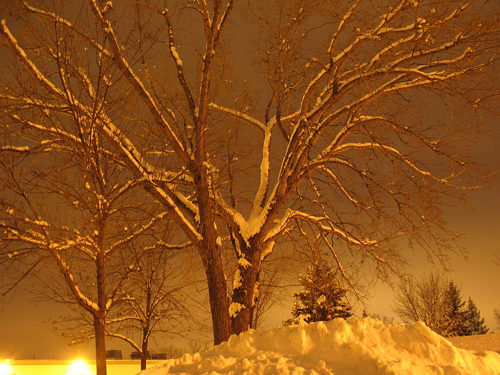 Night time photo of a tree covered with snow, taken in Burnsville, Minnesota.
