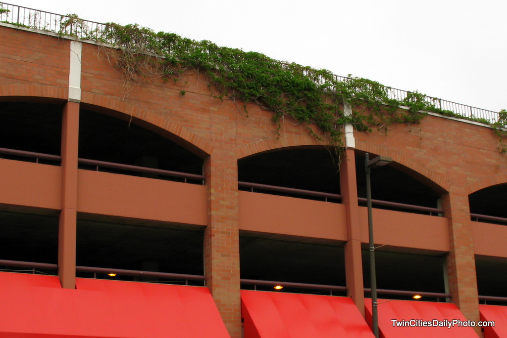 it was an unusual site to see this ivy plant growing on the top level of this parking garage in the heart of downtown Minneapolis. In reality, the spring growing season at the time time of this photo was about four weeks.