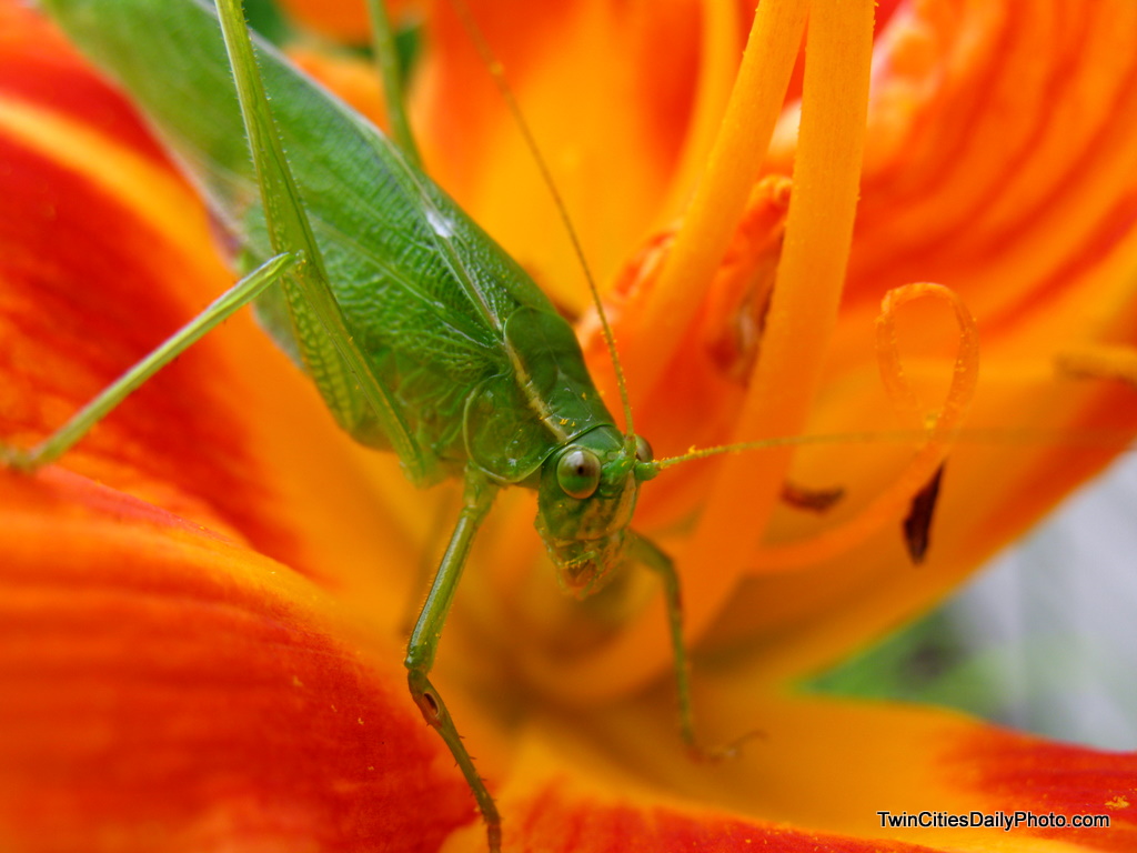A photo of a green cadydid in my garden over the weekend resting on my orange lily's.