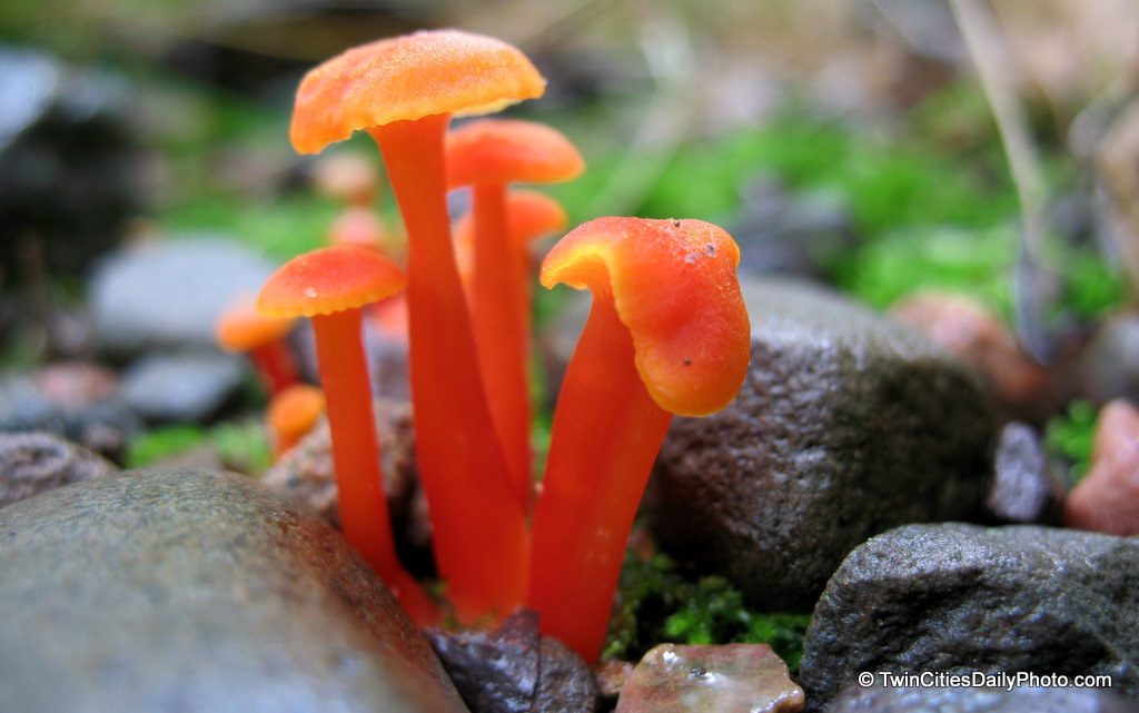 I found small orange mushrooms similar to this about a year ago while spending time at camp with my son. I went a made a visit to the same location last week and sure enough, there was another grouping of the inch high orange mushrooms.